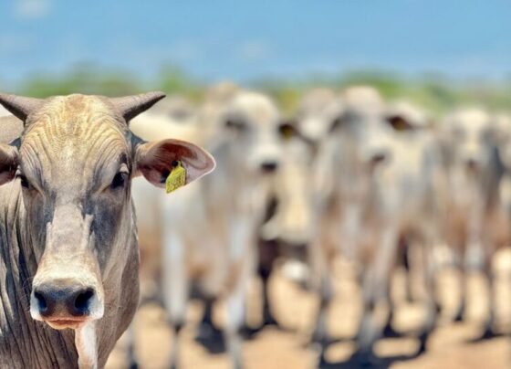 Mato Grosso registra aumento de 18,2% no abate de bovinos e mantém crescimento no setor