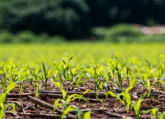 Prazo para plantio de soja em Mato Grosso termina no dia 07 de janeiro