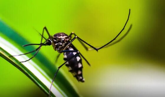 SES alerta para medidas de prevenção contra a dengue, zika e chikungunya