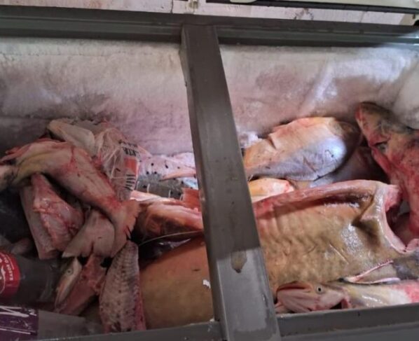 Sema apreende 81 quilos de pescado durante operação no Rio Vermelho em Rondonópolis