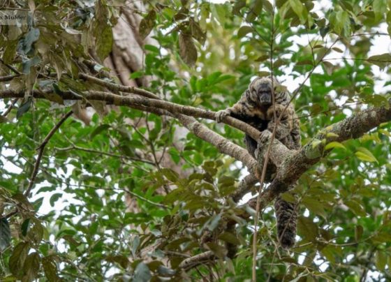 Busca por destinos turísticos em MT cresce até 50%