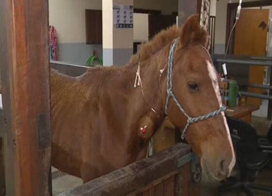 Cavalo Caramelo foi resgatado de cima do telhado no dia 9 de maio