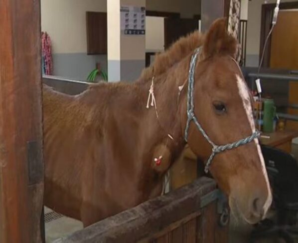 Cavalo Caramelo foi resgatado de cima do telhado no dia 9 de maio
