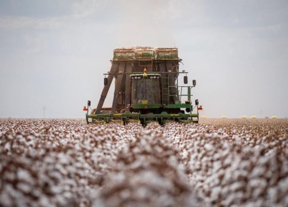 MT produz cerca de 70% do algodão sustentável do país e lidera setor
