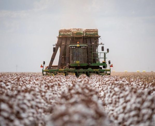 MT produz cerca de 70% do algodão sustentável do país e lidera setor