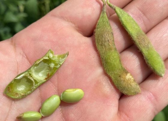 Clima colabora e colheita de soja atinge 82% no Brasil