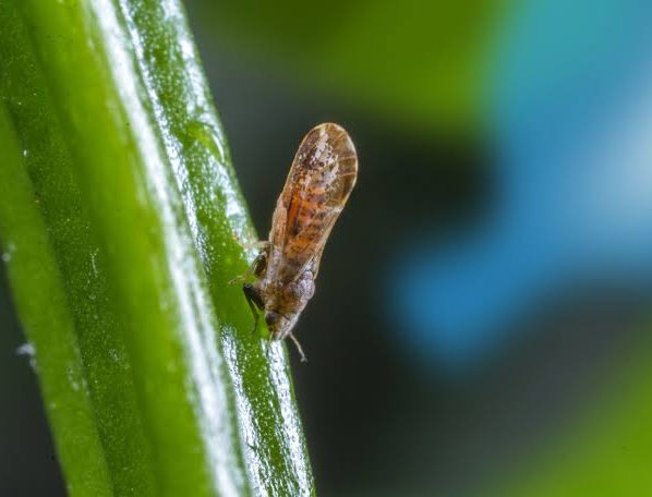 Estudo da Embrapa revela 60 novas espécies de insetos que podem proteger cultivos e biomas