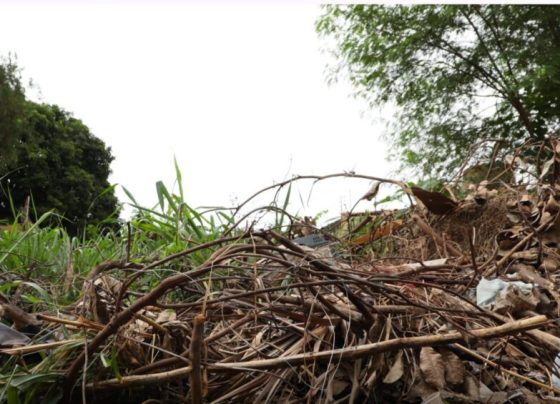 Mais de 300 terrenos baldios já foram notificados em Cuiabá