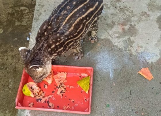Filhote de anta resgatado em Ribeirão Cascalheira segue tratamento veterinário em Cuiabá