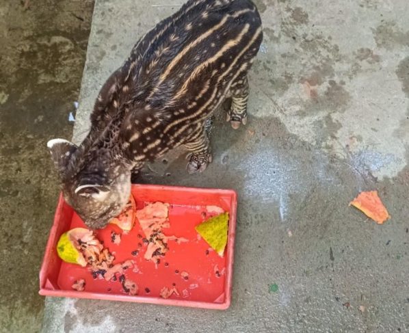 Filhote de anta resgatado em Ribeirão Cascalheira segue tratamento veterinário em Cuiabá