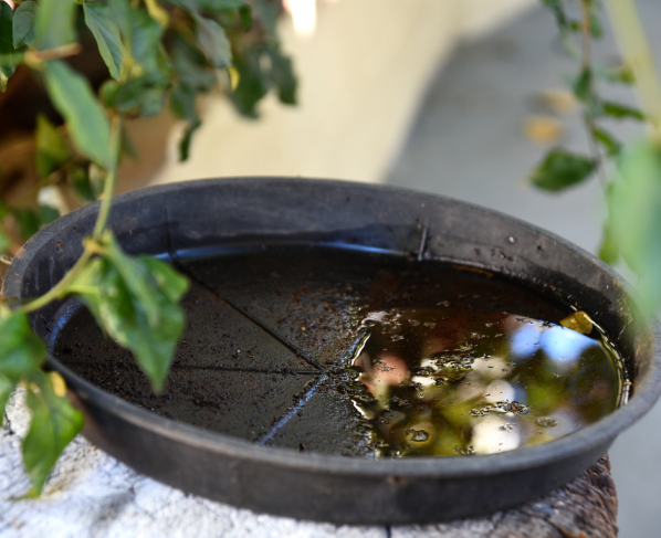 Ministério da Saúde quer incorporar vacina contra chikungunya ao SUS