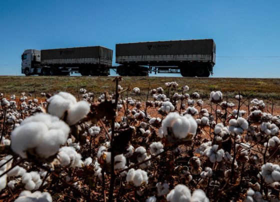 Mato Grosso ocupa posição de liderança na produção de grãos