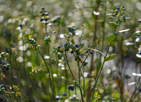 Cultivo de mirtilo pode ser o destaque frutífero mato-grossense com alto valor agregado, aponta Aprofir
