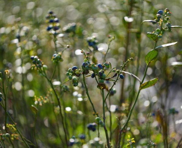 Cultivo de mirtilo pode ser o destaque frutífero mato-grossense com alto valor agregado, aponta Aprofir