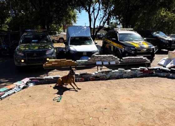 Faro de milhões: cães do Gefron farejam R$ 23,5 milhões em drogas e causam prejuízo ao crime