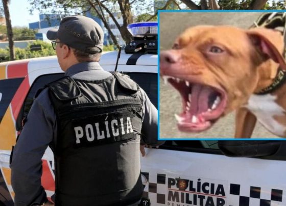 Pitbull é morto a tiros após atacar policiais em Mato Grosso