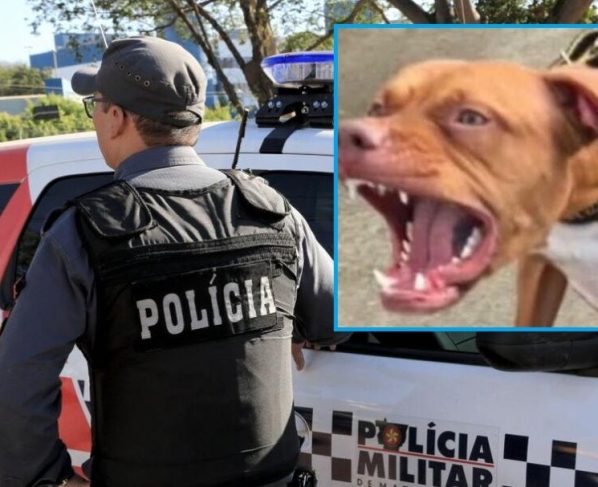 Pitbull é morto a tiros após atacar policiais em Mato Grosso