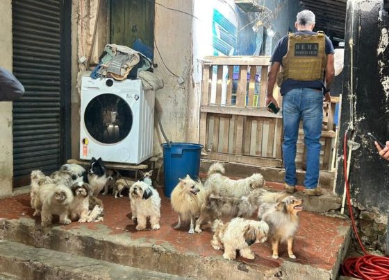 Cães vítimas de maus-tratos são resgatados em canil clandestino de Cuiabá