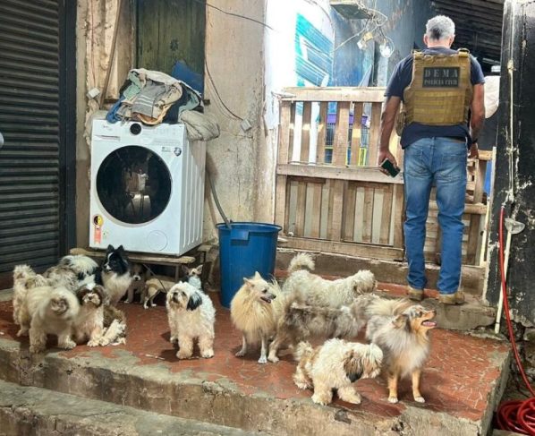 Cães vítimas de maus-tratos são resgatados em canil clandestino de Cuiabá