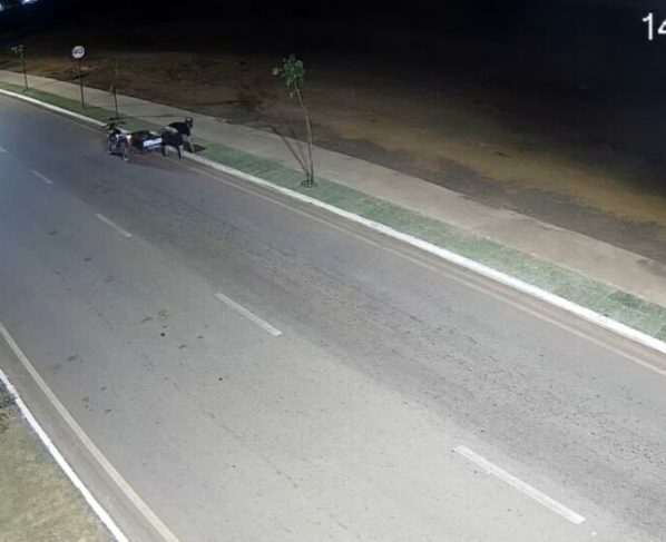 Homem tenta roubar grama da cidade e acaba preso em MT