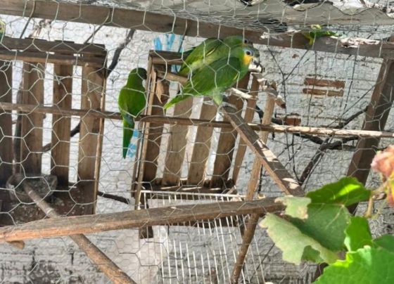 Polícia Civil descobre criadouro ilegal e resgata pássaros silvestres em Várzea Grande