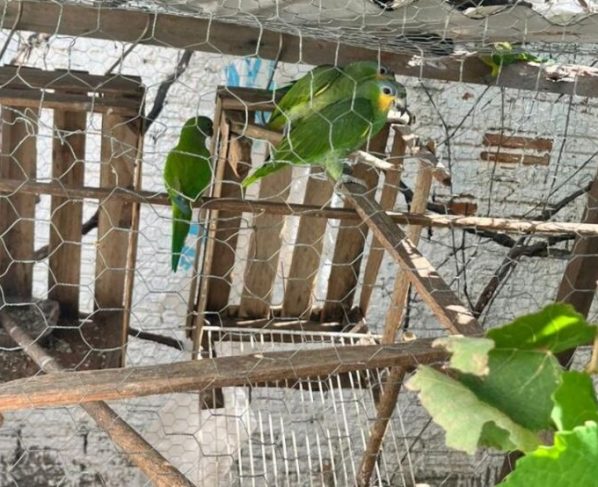 Polícia Civil descobre criadouro ilegal e resgata pássaros silvestres em Várzea Grande