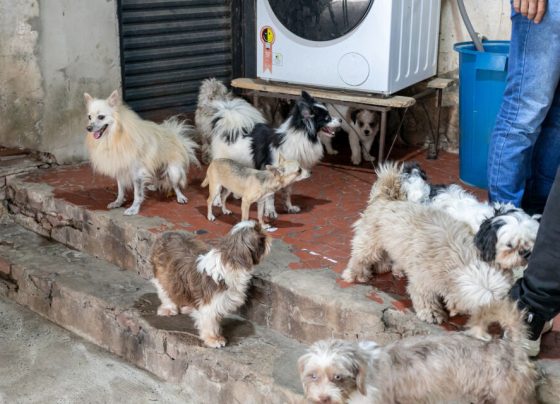 Saiba como estão os animais resgatados de canil clandestino em Cuiabá
