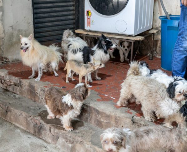 Saiba como estão os animais resgatados de canil clandestino em Cuiabá