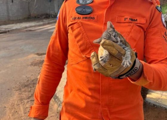 Bombeiros militares resgatam filhote de gato que estava preso em bueiro em Confresa