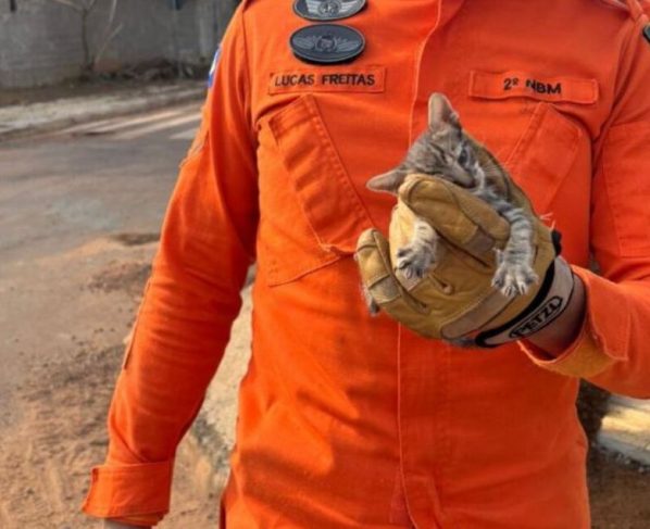 Bombeiros militares resgatam filhote de gato que estava preso em bueiro em Confresa