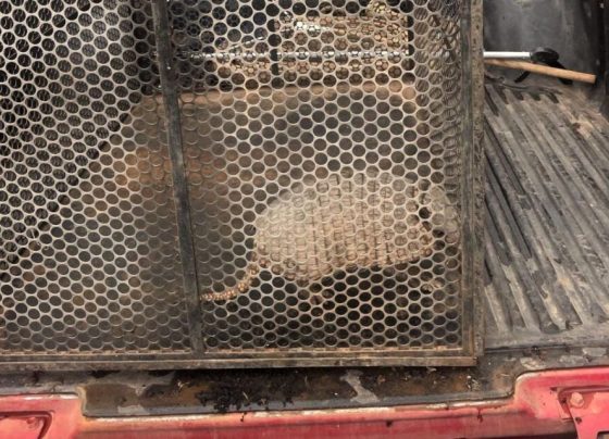 Corpo de Bombeiros resgata tatu-galinha que estava em área urbana de município