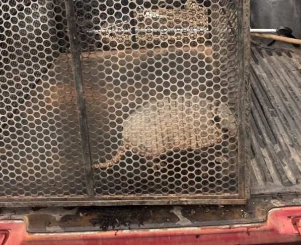 Corpo de Bombeiros resgata tatu-galinha que estava em área urbana de município
