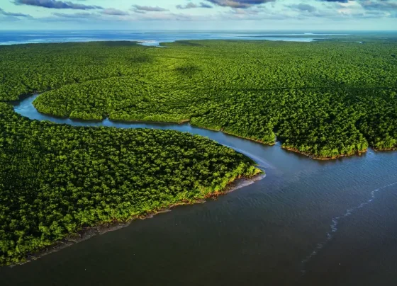 Exposição Manguezal no CCBB RJ destaca importância ecológica e cultural