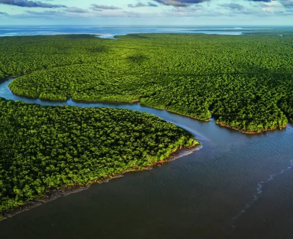 Exposição Manguezal no CCBB RJ destaca importância ecológica e cultural