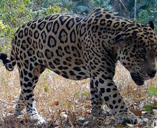 Guia apresenta as 39 onças-pintadas identificadas na Reserva do Sesc Pantanal