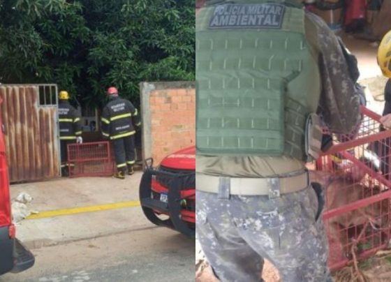 Onça parda entra em casa de morador e bombeiros são chamados para fazer o resgate em MT