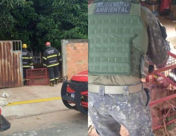 Onça parda entra em casa de morador e bombeiros são chamados para fazer o resgate em MT