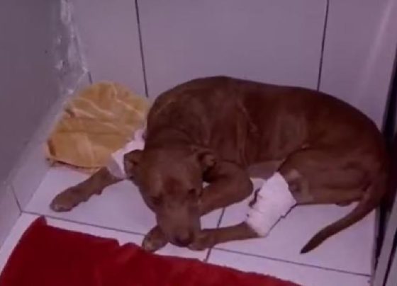 Pitbull que foi enterrado vivo recebe o nome de “Vivente” e será colocado para adoção
