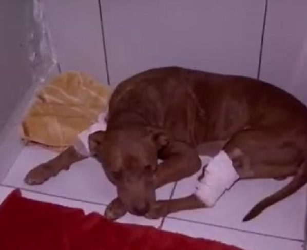 Pitbull que foi enterrado vivo recebe o nome de “Vivente” e será colocado para adoção