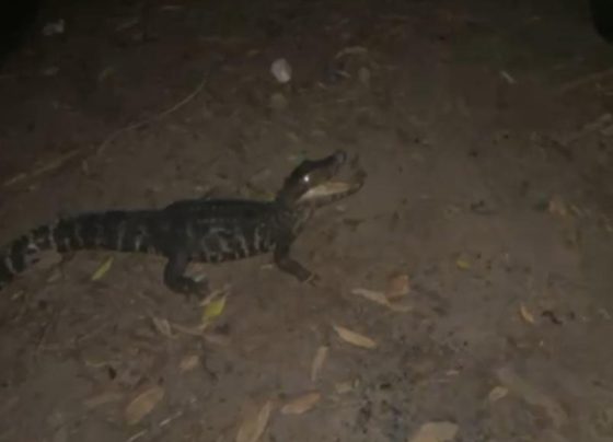 Polícia Ambiental salva jacaré preso em rede de pesca ilegal em Várzea Grande