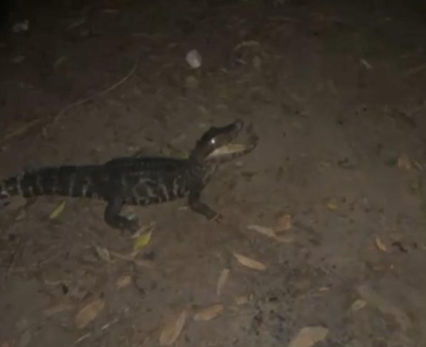 Polícia Ambiental salva jacaré preso em rede de pesca ilegal em Várzea Grande