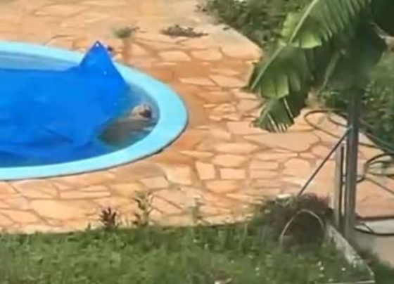 resgate cachorro pisicina
