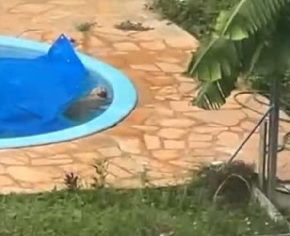 resgate cachorro pisicina