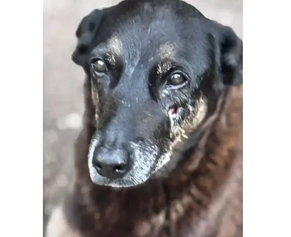 Polícia Civil pede apreensão de passaporte de adolescente acusado de matar cão Orelha