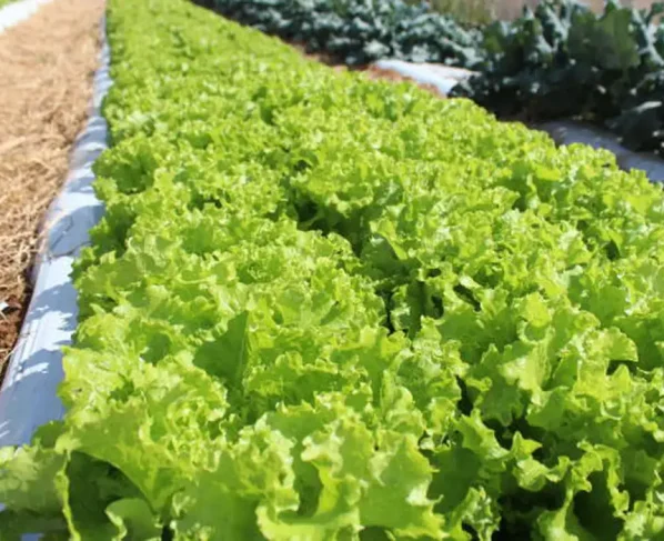 Embrapa inaugura unidade para impulsionar produção rural na Baixada Cuiabana