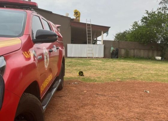 Invasão de abelhas obriga evacuação de casa e mobiliza bombeiros em MT